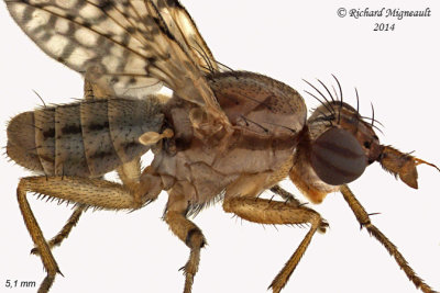 Marsh Fly - Limnia sp1 3 5,1mm m14