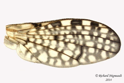 Marsh Fly - Limnia sp4 1 5,1mm m14