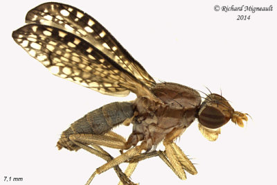 Marsh Fly - Trypetoptera canadensis 1 m14