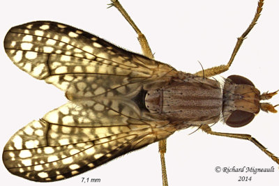Marsh Fly - Trypetoptera canadensis 2 m14