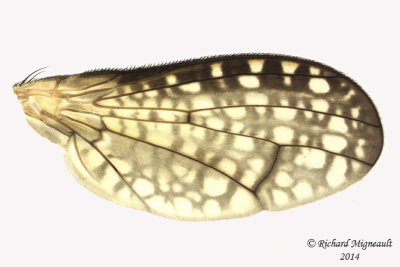 Marsh Fly - Trypetoptera canadensis 3 m14
