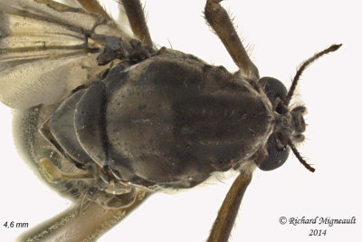 Midge - Tanypodinae sp 3 m14 