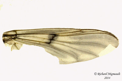 Midge - Tanypodinae sp 4 m14 