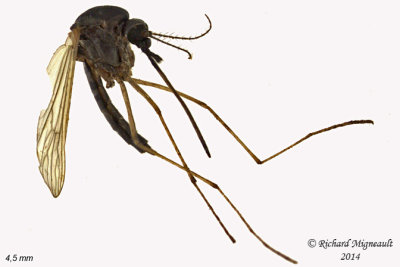 Mosquito sp1 1 m14 