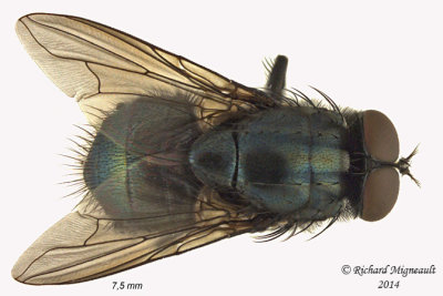 Muscidae - Eudasyphora 2 m14 