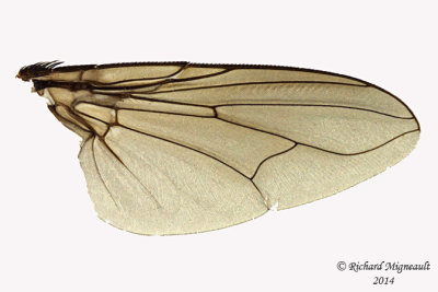 Muscidae - Eudasyphora 4 m14