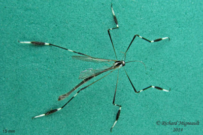 Phantom Crane Fly - Bittacomorpha clavipes m14