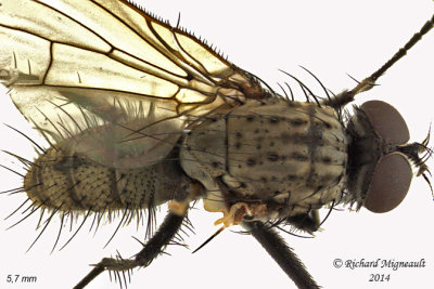 Root-Maggot Fly - Leucophora sp2 3 m14