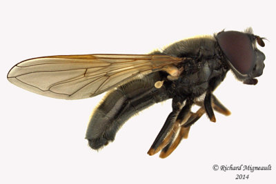 Syrphid fly - Cheilosia sp3 1 m14