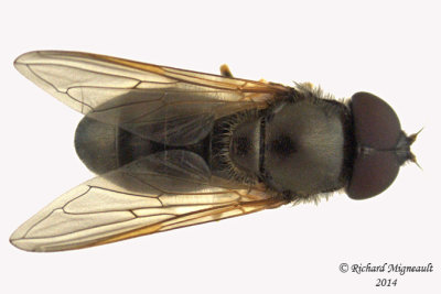 Syrphid fly - Cheilosia sp3 2 m14