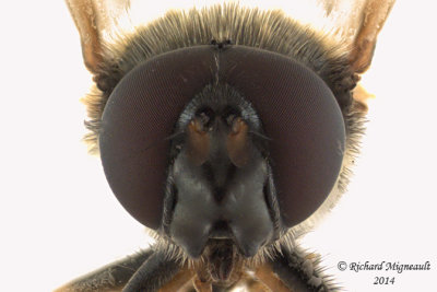Syrphid fly - Cheilosia sp3 3 m14 