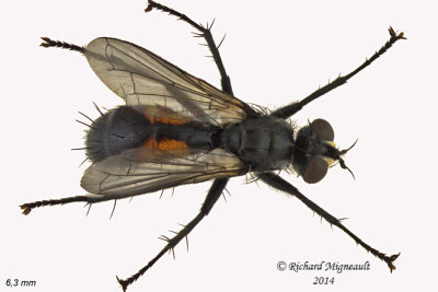 Tachinidae - Cylindromyia sp5 1 m14