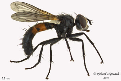 Tachinidae - Cylindromyia sp5 2 m14 