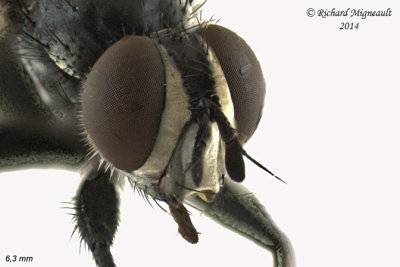 Tachinidae - Cylindromyia sp5 3 m14