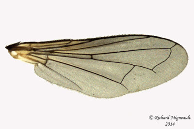 Tachinidae - Cylindromyia sp5 4 m14