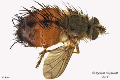 Tachinidae - Hystricia abrupta m14 