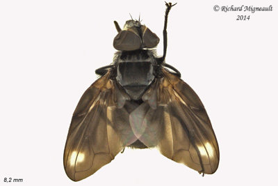 Tachinidae - Phasia sp m14 