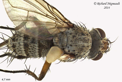 Tachinidae - siphona sp2 3 m14 