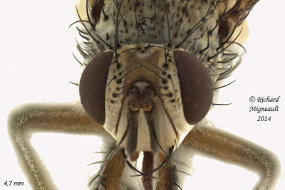 Tachinidae - siphona sp2 4 m14 