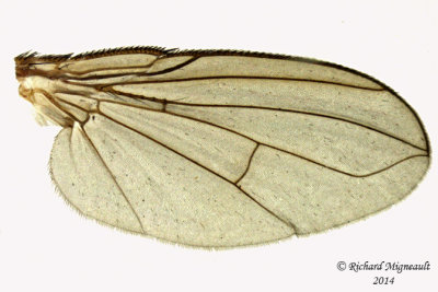 Tachinidae - siphona sp2 5 m14