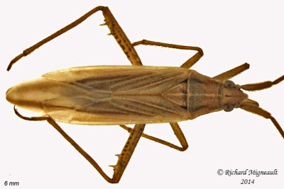 Plant bug - Stenodema trispinosum 2 m14 