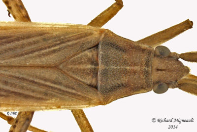 Plant bug - Stenodema trispinosum 3 m14