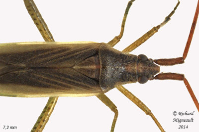 Plant Bug - Stenodema vicinum 2 m14 