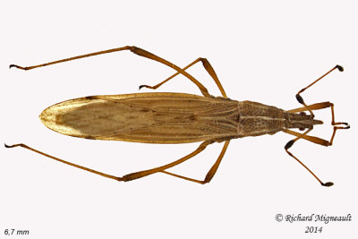 Stilt Bug - Berytinus minor 1 m14 