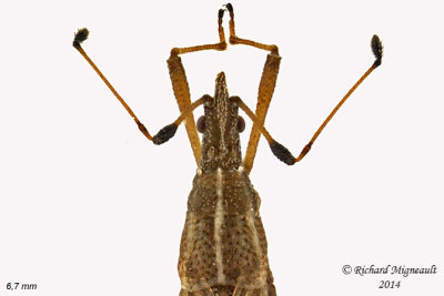 Stilt Bug - Berytinus minor 2 m14 