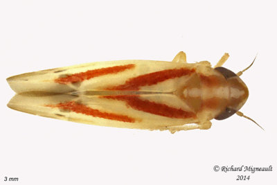 Leafhopper - Erythridula sp1 1 m14 