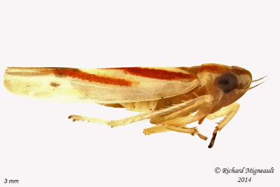 Leafhopper - Erythridula sp1 2 m14