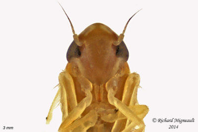 Leafhopper - Erythridula sp1 3 m14 