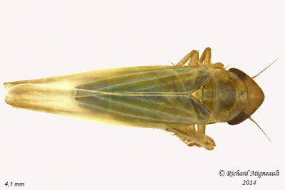 Leafhopper - Dikraneura sp1 1 m14