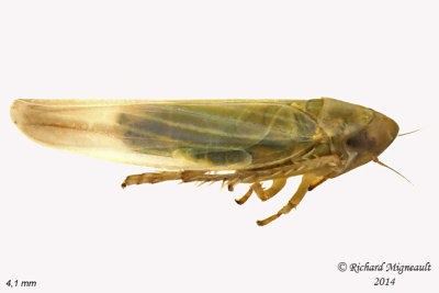 Leafhopper - Dikraneura sp1 2 m14 