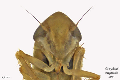 Leafhopper - Dikraneura sp1 3 m14 