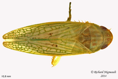 Leafhopper - Gyponana sp1 1 m14