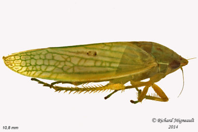 Leafhopper - Gyponana sp1 2 m14 
