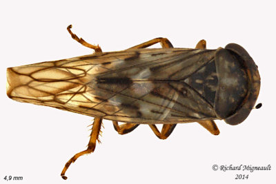 Leafhopper - Idiocerus -  subgenus Idiocerus 1 m14 
