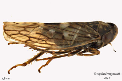 Leafhopper - Idiocerus -  subgenus Idiocerus 2 m14 