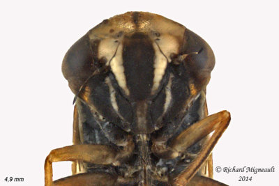 Leafhopper - Idiocerus -  subgenus Idiocerus 3 m14 