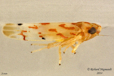 Leafhopper - Eratoneura sp 1 m14 
