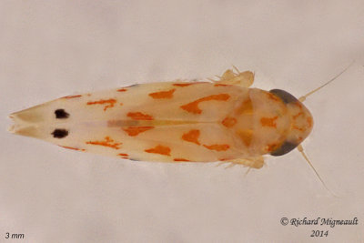 Leafhopper - Eratoneura sp 2 m14 