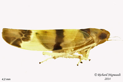 Leafhopper - Empoa venusta 1 m14 