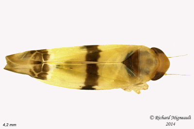 Leafhopper - Empoa venusta 2 m14 