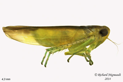 Leafhopper - subf Typhlocybinae - Empoasca, Subgenus Kybos 1 m14 