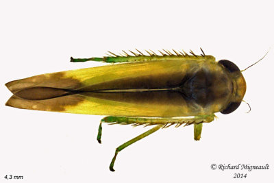 Leafhopper - subf Typhlocybinae - Empoasca, Subgenus Kybos 2 m14 