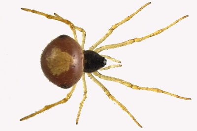 Cobweb spider - Theridula emertoni  1 m12 2,6mm 