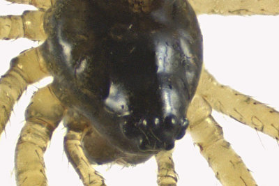 Cobweb spider - Theridula emertoni  2 m12 2,6mm