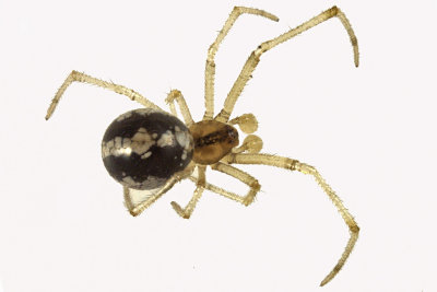 Cobweb spider sp1 1 m12 2,8mm 