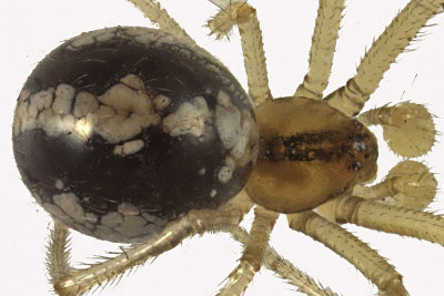 Cobweb spider sp1 2 m12 2,8mm 